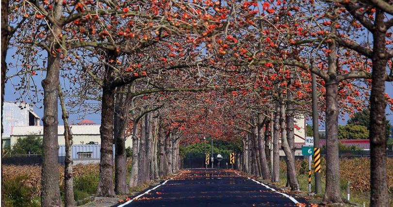 :將軍有多條木棉道,3/29當天預計在苓仔寮木棉花道舉辦趣味活動、宣告花季到來。(歷年資料照,圖/台南市政府觀光旅遊局提供)