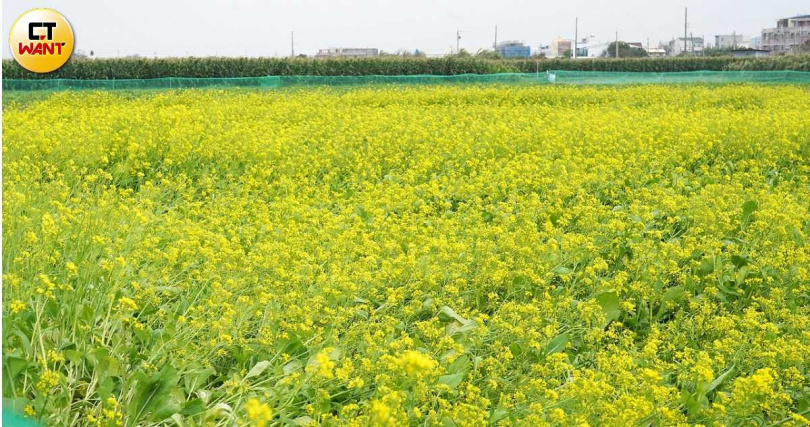 蜀葵花田旁還有黃色油菜花迎風搖曳。(圖/魏妤靜攝)