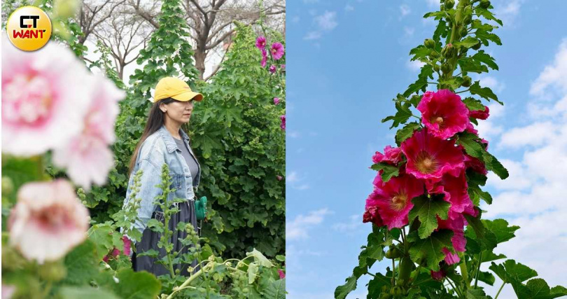 有多種顏色的蜀葵花爭奇鬥豔已成學甲一大特色。(圖/魏妤靜攝)