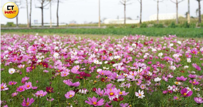 沿著苓仔寮木棉花道還可前往周邊的大波斯菊花田拍攝美照。(圖/魏妤靜攝)