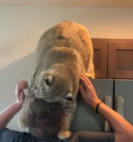 截尾貓收編後體型現驚人變化。（圖／翻攝自臉書）