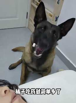 比利時瑪連萊犬身手一流。(圖/翻攝自臉書)