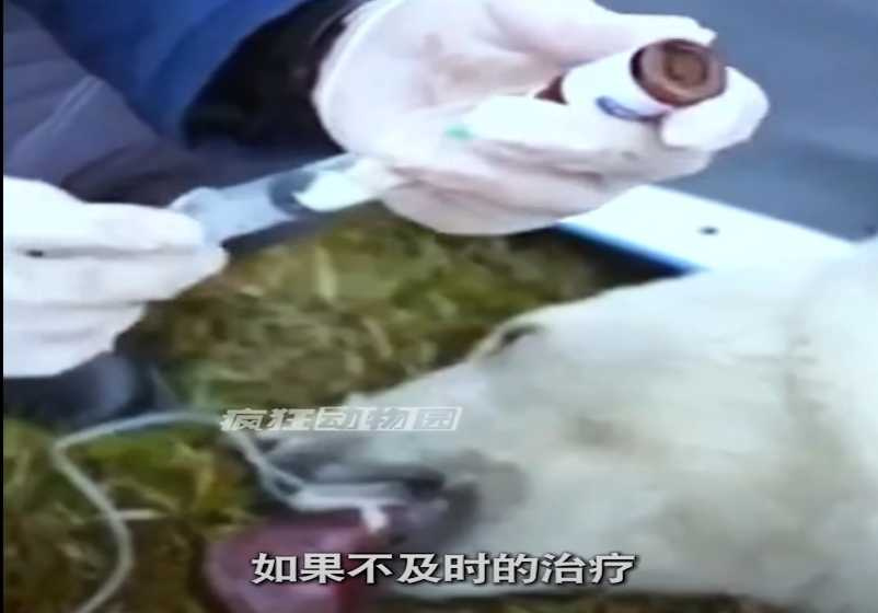 北極熊遇難，大叔伸出援手。（圖／翻攝自臉書）