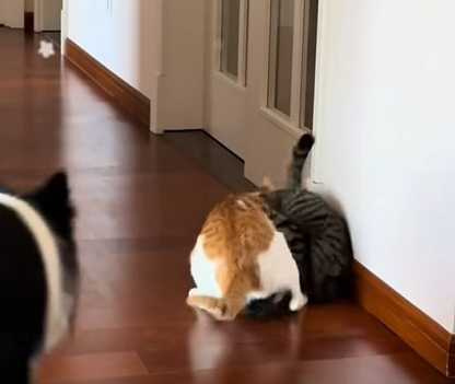 貓咪打架，狗狗勸架。（圖／翻攝自臉書）