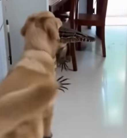 狗狗叼一隻巨蜥進屋。（圖／翻攝自臉書）