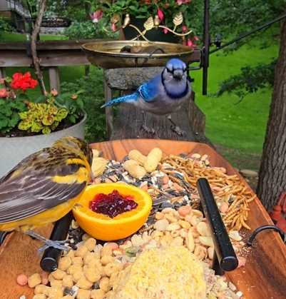 女子放食物在戶外,吸引各大鳥類上門用餐。(圖/翻攝自臉書)