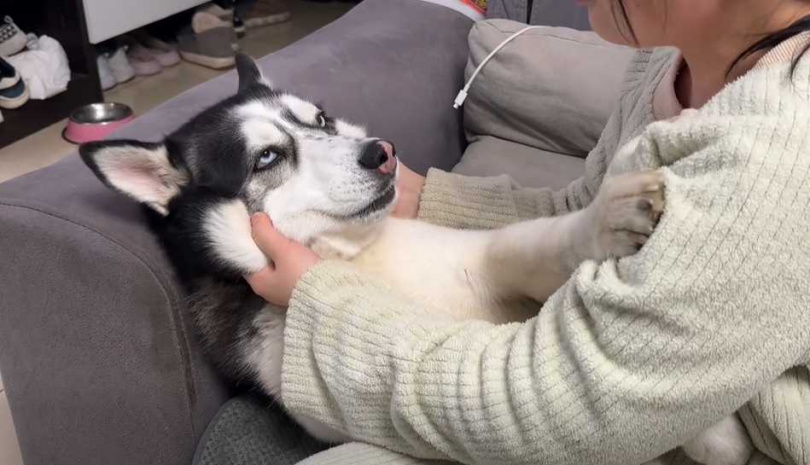 女主人欺負哈士奇。(圖/翻攝自臉書)