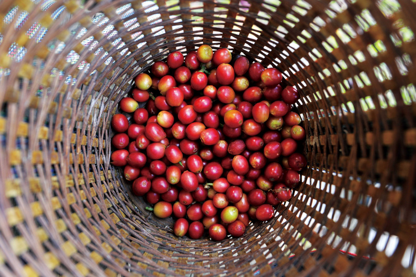 當咖啡果皮轉成深紅色，就是最佳的採收時機。（外賣咖啡豆，未烘焙1,000元／公斤，已烘焙1,200元／磅）（圖／于魯光攝）