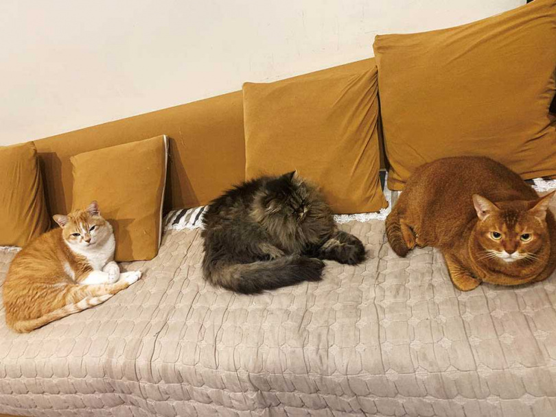 雖然一開始3隻貓水火不容，但經過半年同居，已經可以和平共處。由左至右：大咪、小花、橘橘。（圖／小Call提供）