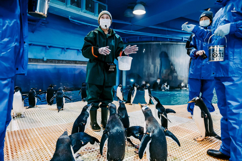 企鵝飼育照護體驗化身企鵝飼育員，親手拿起餌料餵食企鵝（圖/屏東海生館提供）