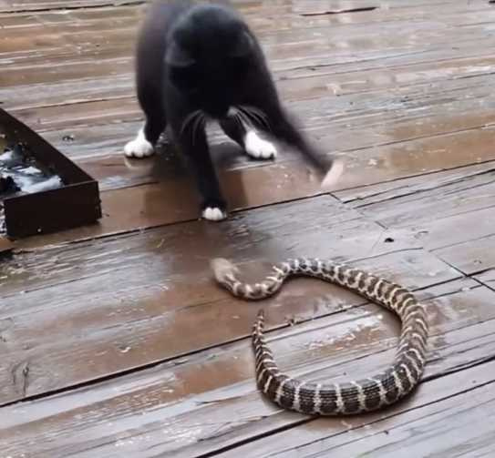 貓咪爆打響尾蛇。（圖／翻攝自臉書）