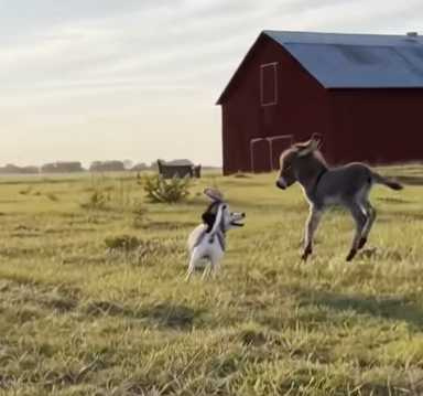 披著驢皮的狗。（圖／翻攝自臉書）