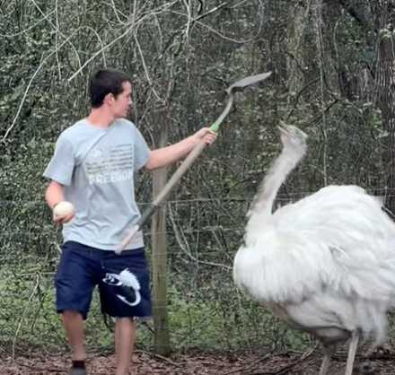 男子帶著鏟子入鴕鳥的地盤。(圖/翻攝自臉書)