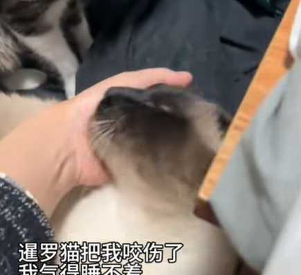 主人請狸花貓出面主持公道。（圖／翻攝自臉書）