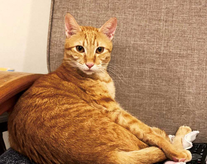 最晚到家中的橘貓，因為毛色加上圓滾滾的體型，被取名為「桔子」。（圖／王渝萱提供）