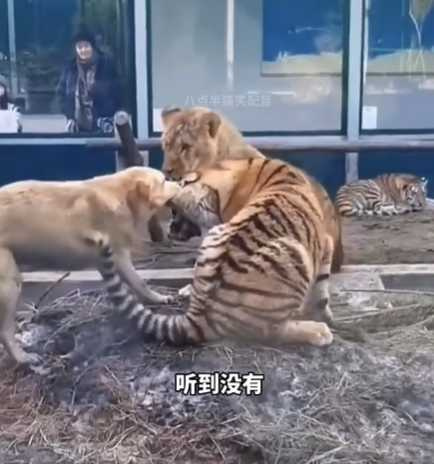 老虎被狗欺負。（圖／翻攝自臉書）