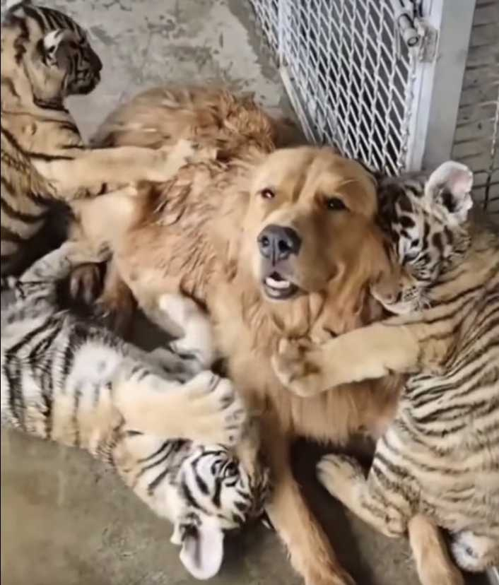 小老虎們由黃金獵犬餵養長大。（圖／翻攝自臉書）