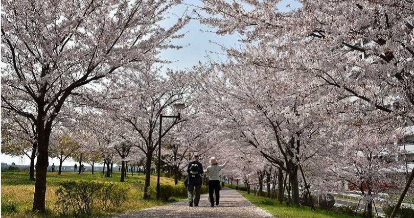 小松川千本櫻種植櫻花數量眾多，每到櫻花季都吸引不少當地民眾前往。（圖／江戶川區提供）