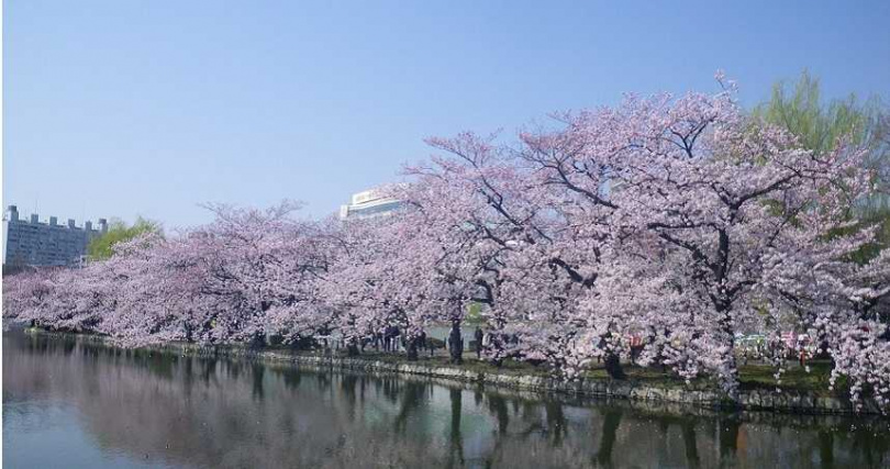 上野公園是知名賞櫻熱點，夜間打燈也享有盛名。（圖／東京觀光財團提供）