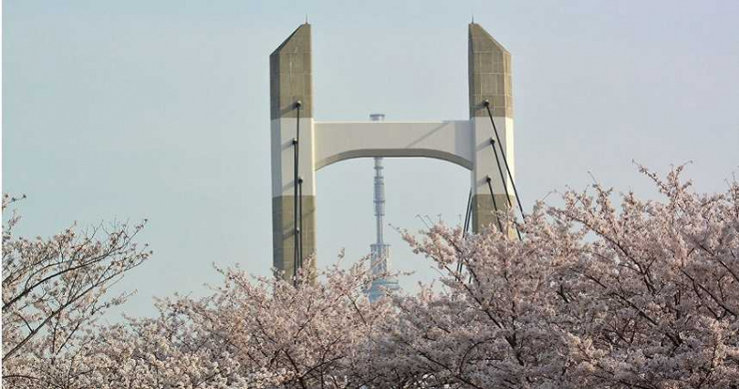 在木場公園能同時捕捉到櫻花、木場大橋與東京晴空塔交疊的畫面。（圖／木場公園提供）