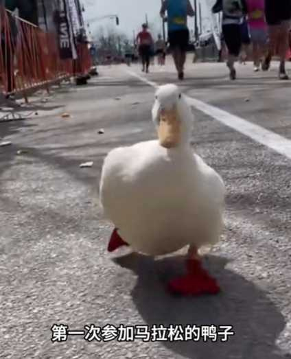 主人讓鴨子參加馬拉松。（圖／翻攝自臉書）