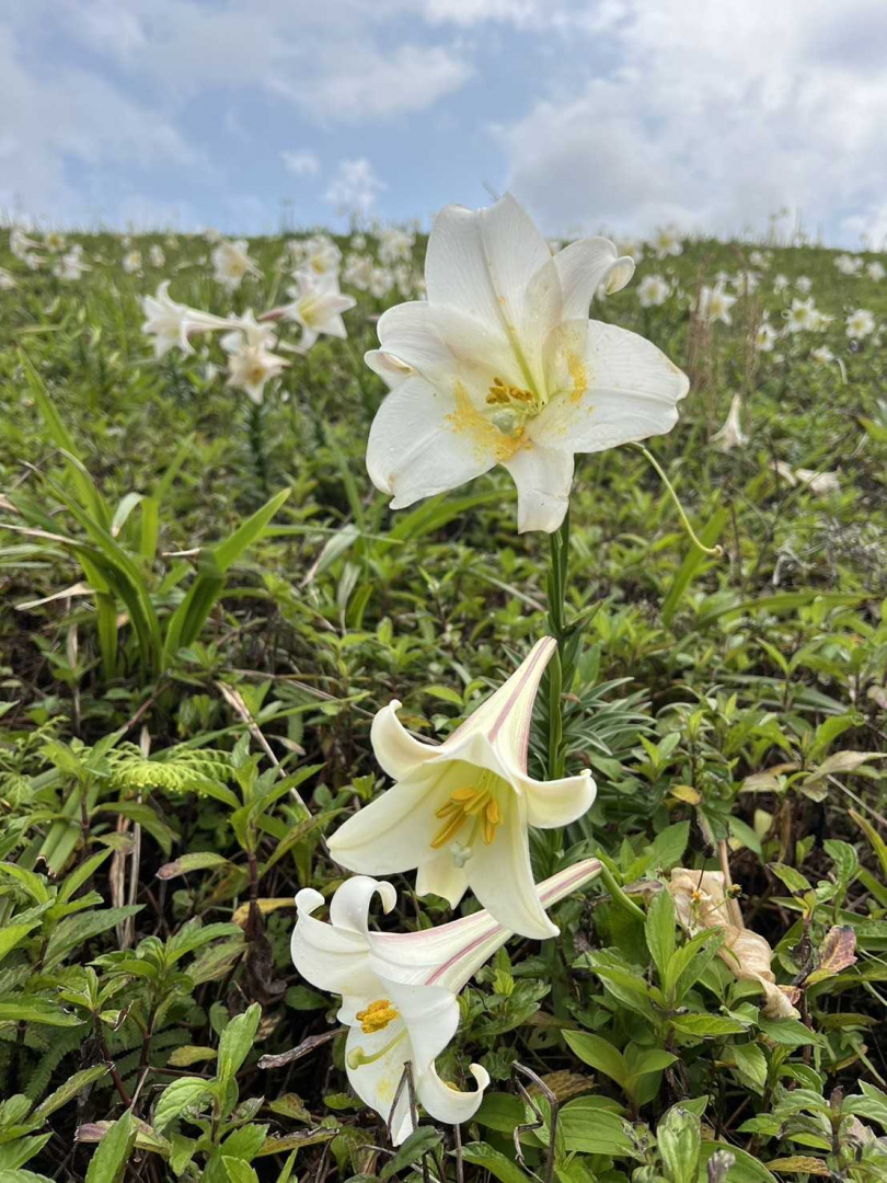北海岸野百合台灣特有的百合屬植物,具有芳芬香味、白色花瓣、花背中肋有明顯紫褐色條紋,形狀宛如白色號角。(圖/翻攝自Facebook北觀粉絲團-幸福北海岸)
