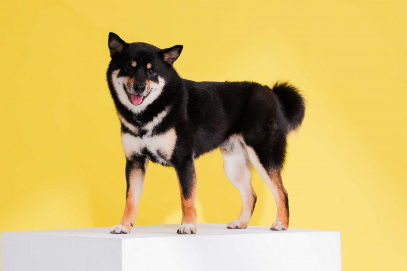 聰明的ODDY很懂得觀察人類情緒，甚至曾用腳輕觸安慰落淚的韓晨媽媽。（圖／林士傑攝）