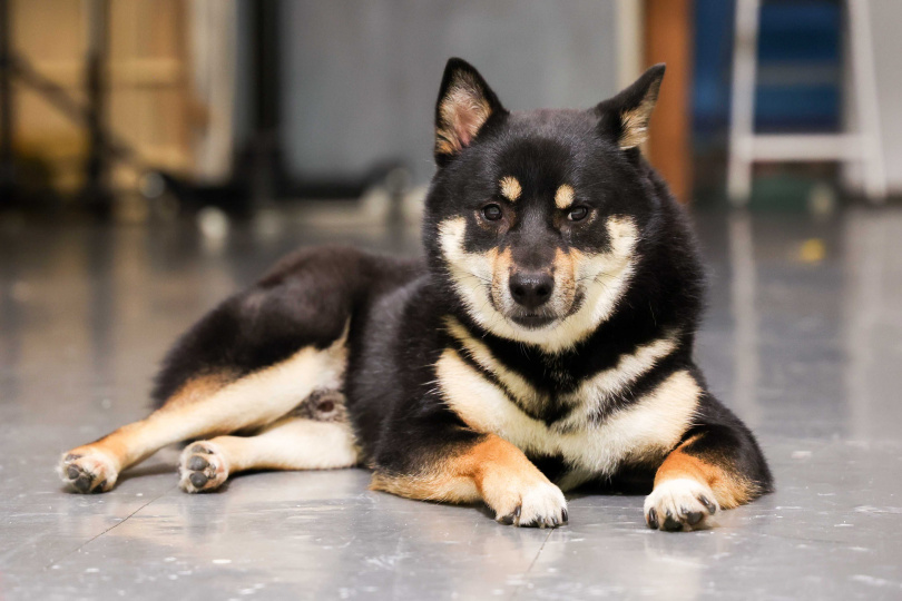 原本反對韓晨養狗的父母，不僅改變想法，現在更成為ODDY的主要照顧者。（圖／林士傑攝）