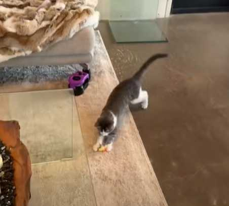 遛貓神器。(圖/翻攝自臉書)