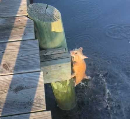 貓咪玩水。(圖/翻攝自臉書)