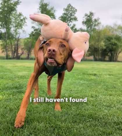 這隻狗狗能將任何東西放在頭上平衡。（圖／翻攝自臉書）