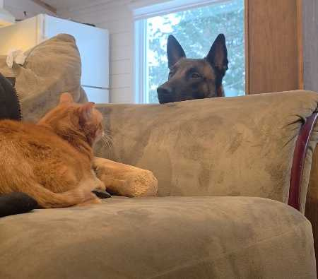 狗狗體型雖大，但卻害怕小貓。（圖／翻攝自臉書）