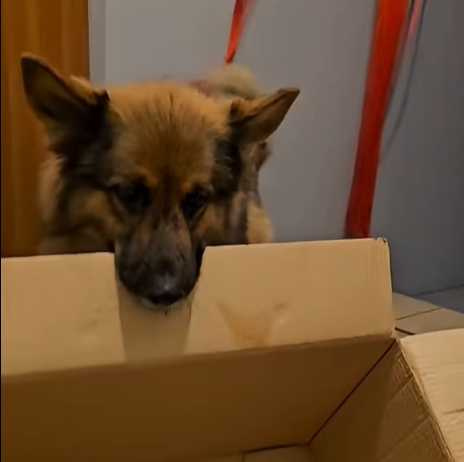 德國牧羊犬學貓咪蹲在紙箱裡。(圖/翻攝自臉書)