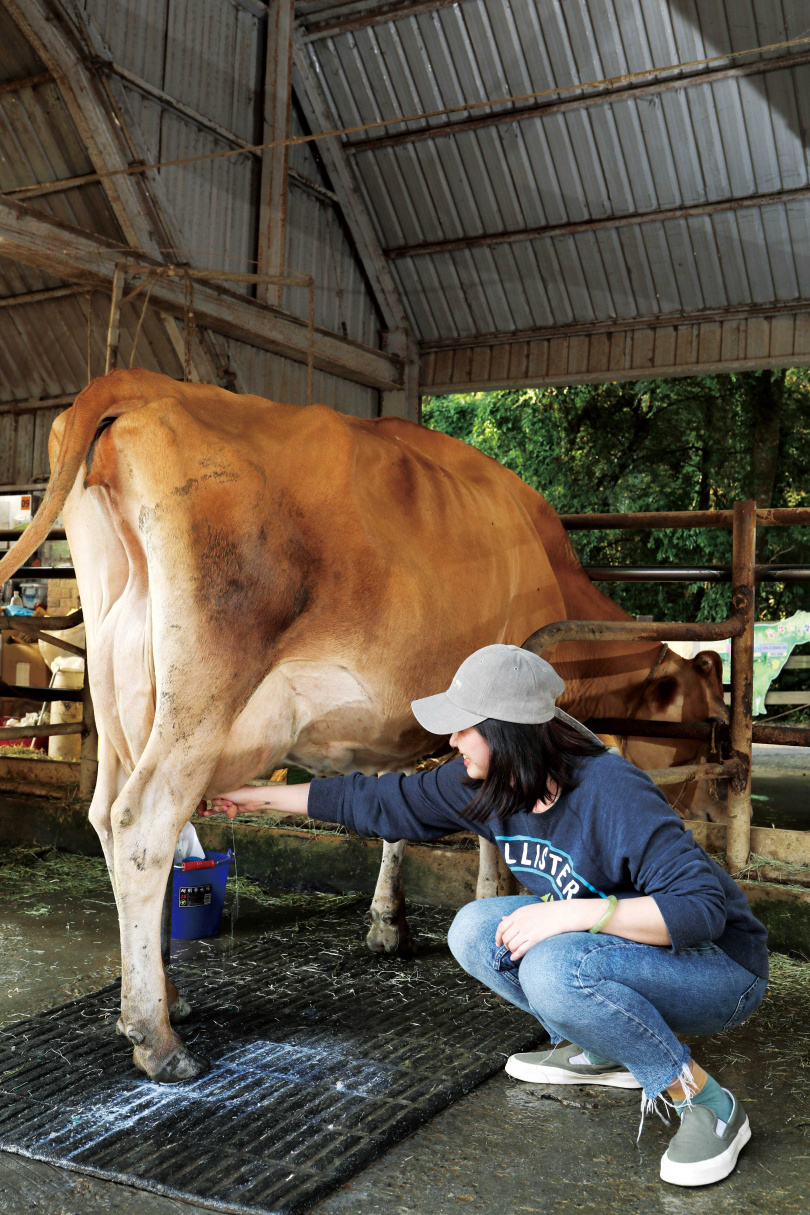 遊客可嘗試幫牛媽媽擠奶，體驗牧場的一日生活。（圖／于魯光攝）
