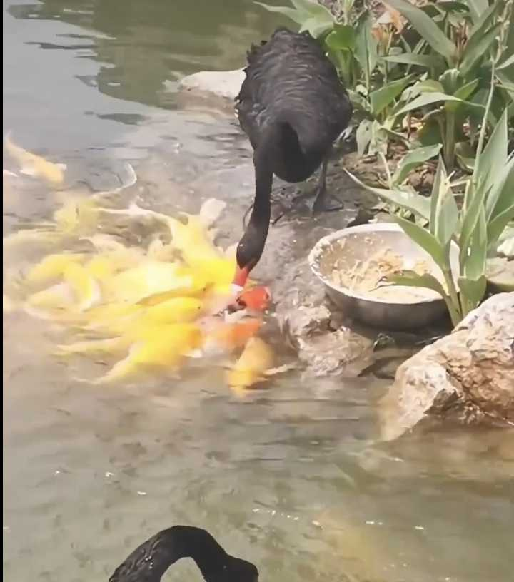 黑天鵝餵食池中魚群。（圖／翻攝自臉書）