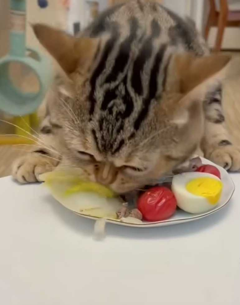 貓咪吃菜。（圖/翻攝自臉書）