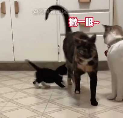 貓媽媽甩掉孩子開溜。(圖/翻攝自臉書)