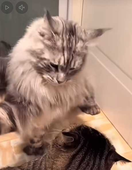 一般貓咪跟緬因貓打架的區別。（圖／翻攝自臉書）