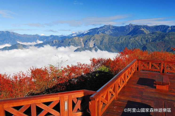 (©阿里山國家森林遊樂區)