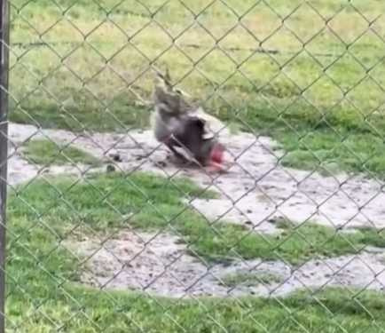 老鼠逃出貓咪魔爪，但下秒卻被雞給啄爛。（圖／翻攝自臉書）