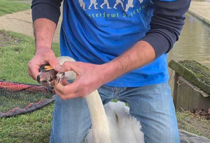 男子拯救被魚鉤勾住嘴巴的天鵝。(圖/翻攝自臉書)