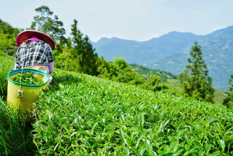 「葉家千金」想突破台灣高山茶的傳統印象，推出口味多元並提倡與高山環境共存的自然農法茶。（圖／葉家千金提供）