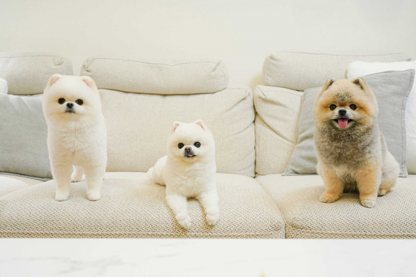 三隻狗狗不但模樣可愛，也相當貼心懂事。（圖／莊立人攝）