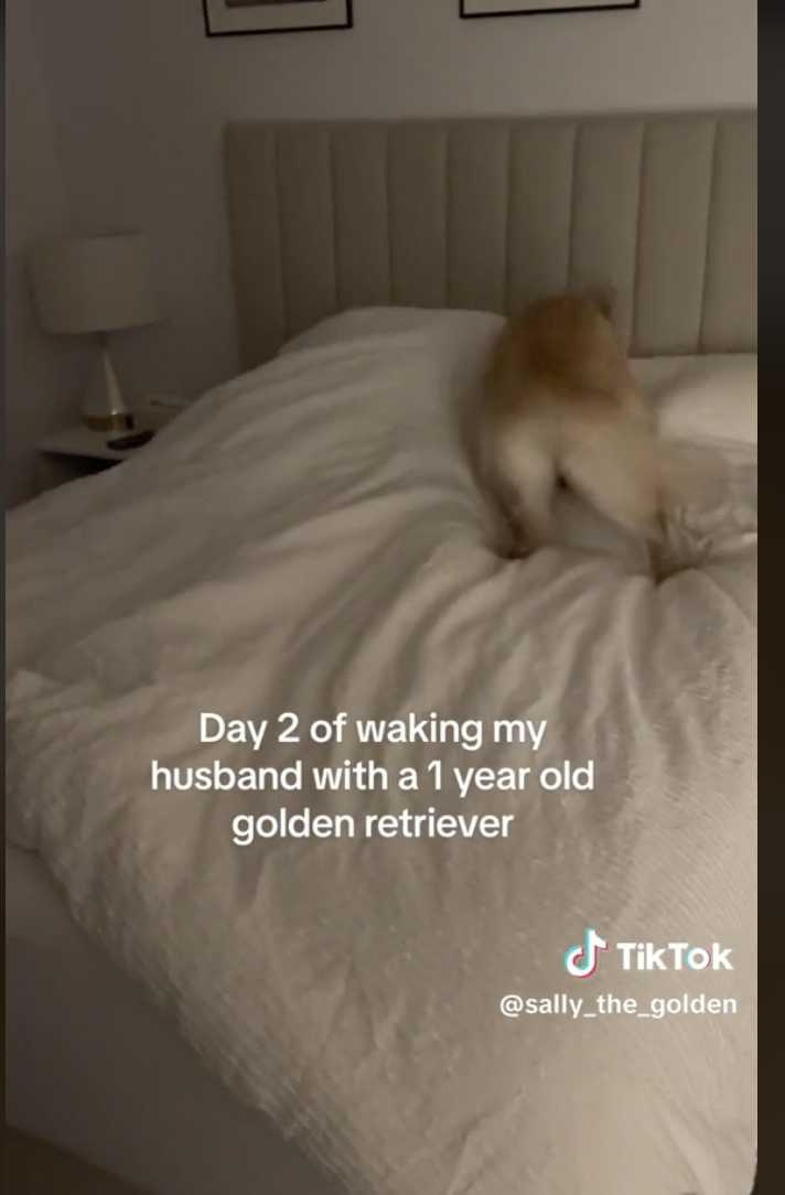 黃金獵犬激動跳上床叫醒爸爸。（圖／翻攝自TikTok）