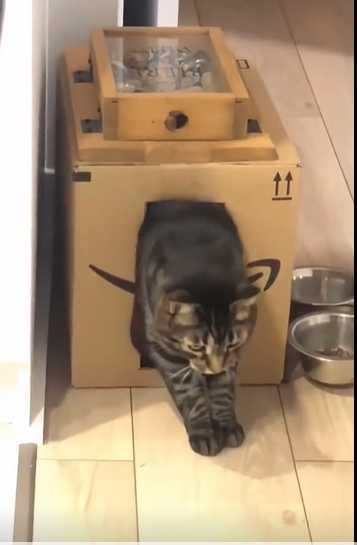 貓咪試圖鑽出紙箱。（圖／翻攝自微博）