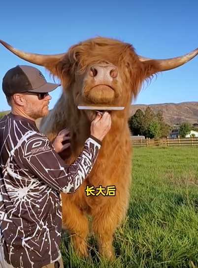 小牛變巨牛。（圖／翻攝自臉書）