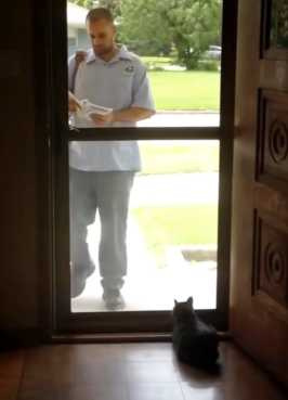 貓咪收件畫面。（圖／翻攝自臉書）