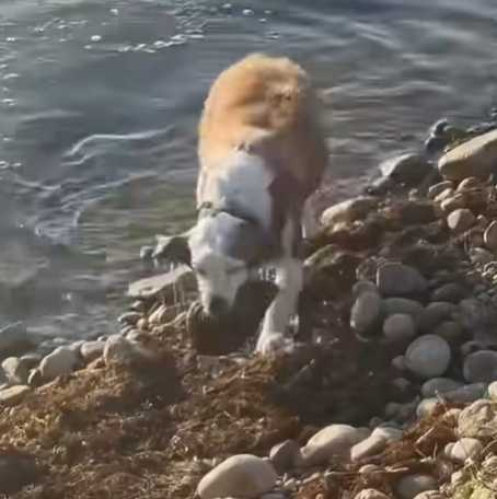 狗狗撿石頭,但亂撿一通。(圖/翻攝自臉書)