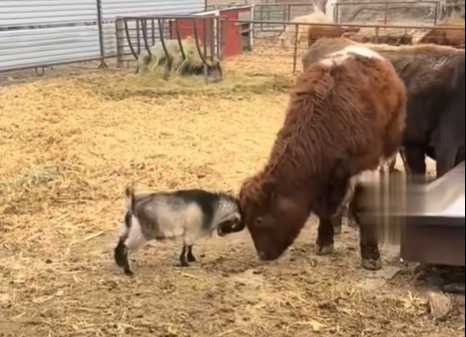 小羊找小牛玩頂牛。(圖/翻攝自臉書)