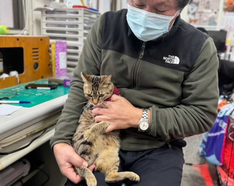 虎斑貓貓現已找到長期飯票，主人更承諾會給牠滿滿的愛。（圖／新北市動保處提供）